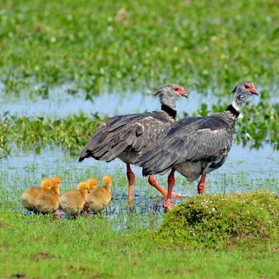 Southern Screamer